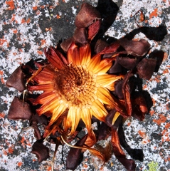 Protea amplexicaulis