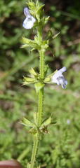Salvia runcinata