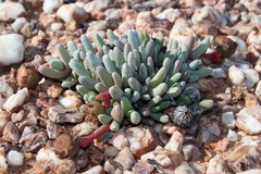 Cephalophyllum griseum