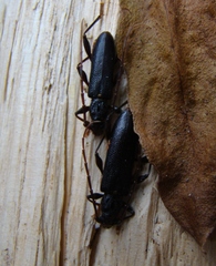 Callidiopis scutellaris