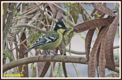 Machlolophus aplonotus