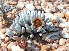 Cephalophyllum griseum