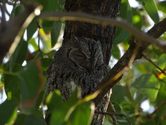 Otus senegalensis