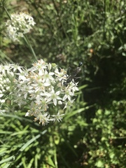 Eremnophila aureonotata