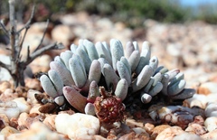 Cephalophyllum griseum