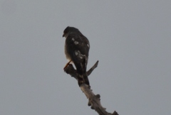Accipiter minullus