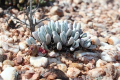 Cephalophyllum griseum