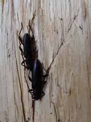 Callidiopis scutellaris