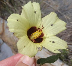 Hibiscus engleri