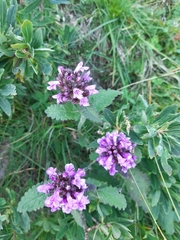 Betonica hirsuta