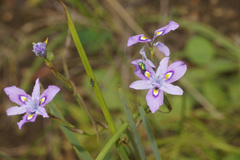 Moraea inclinata