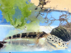 Enneapterygius etheostoma