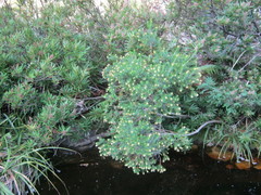 Penaea cneorum cneorum