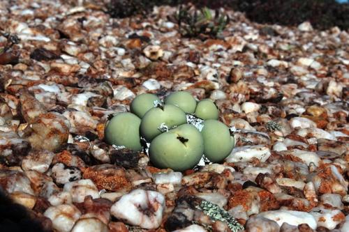 Conophytum calculus