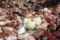 Conophytum calculus calculus