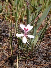 Pelargonium lanceolatum