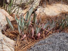 Pelargonium lanceolatum
