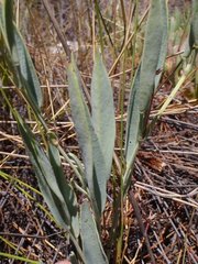 Pelargonium lanceolatum