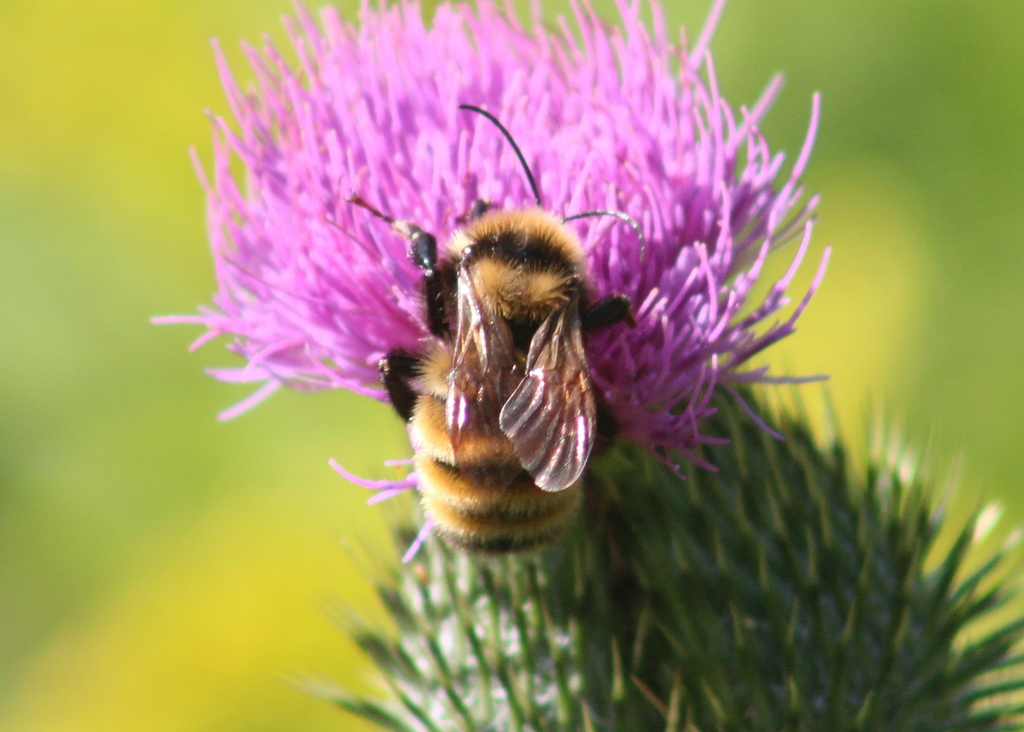 Northern Amber Bumble Bee