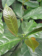 Magnoliopsida