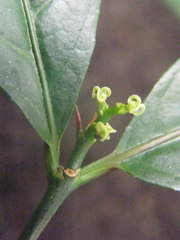 Magnoliopsida