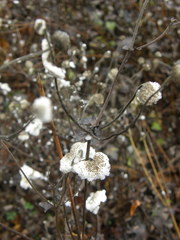 Magnoliopsida