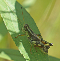 Melanoplus walshii