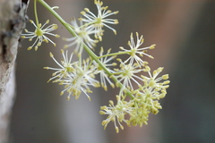 Forchhammeria pallida