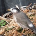 White-cheeked Starling - Photo (c) ts04, some rights reserved (CC BY-NC)