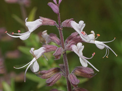 Syncolostemon