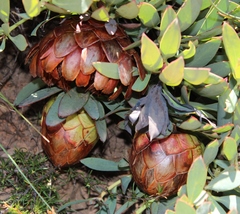 Protea effusa