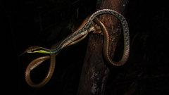 Dendrelaphis cyanochloris