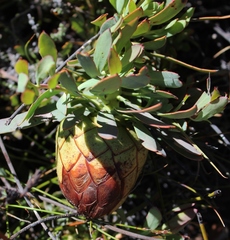 Protea effusa