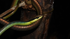 Dendrelaphis cyanochloris