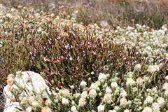 Lachnaea montana