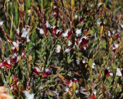 Lachnaea montana