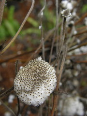 Magnoliopsida