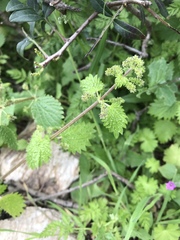 Urtica membranacea