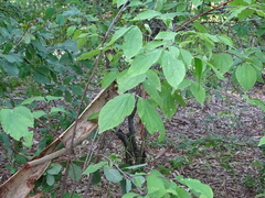 Philadelphus mexicanus