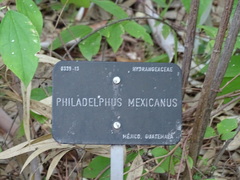 Philadelphus mexicanus