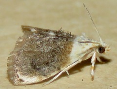 Lipocosmodes fuliginosalis