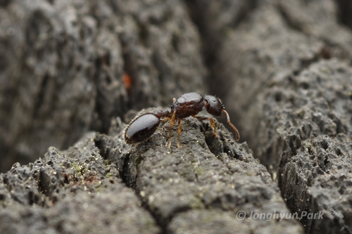 长刺切胸蚁Temnothorax spinosior