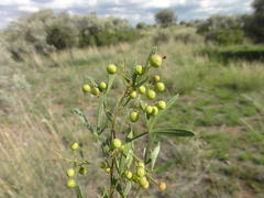 Searsia ciliata