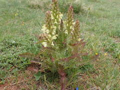 Pedicularis comosa