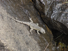 Pseudocordylus subviridis