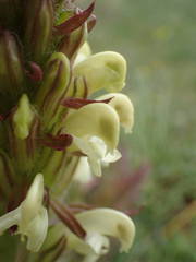 Pedicularis comosa