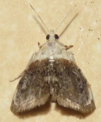 Lipocosmodes fuliginosalis