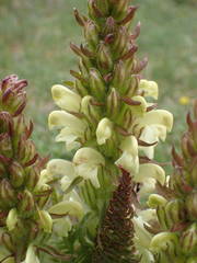 Pedicularis comosa