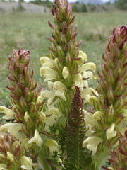 Pedicularis comosa