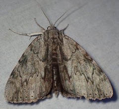 Catocala insolabilis